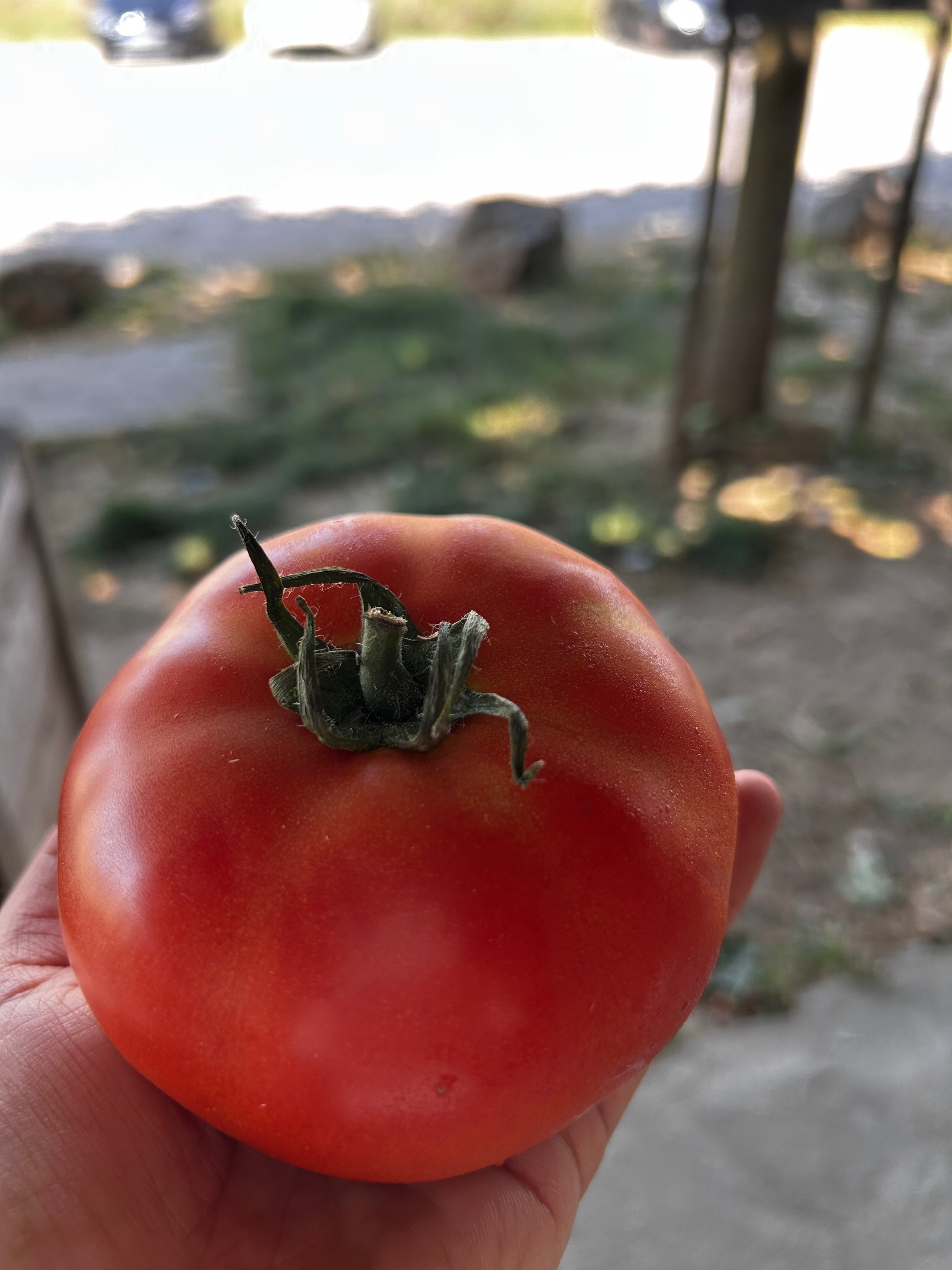 TOMATE RONDE GROSSE