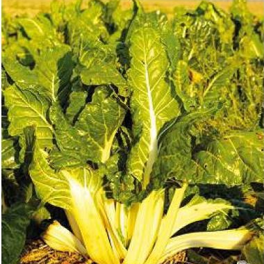 Blettes Le Kg (origine: La Cueillette 59 France)