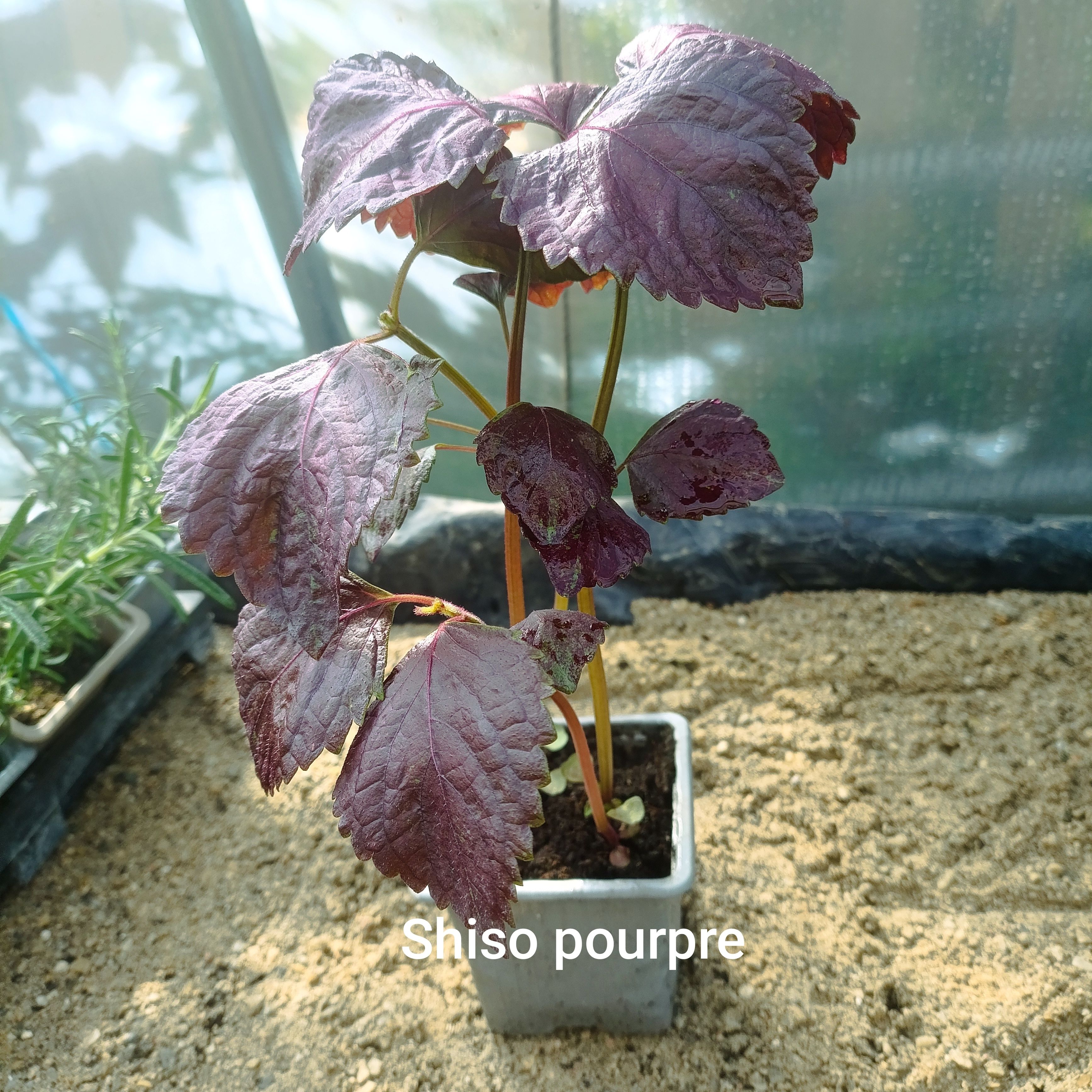 Plant aromatique - shiso pourpre (perilla)