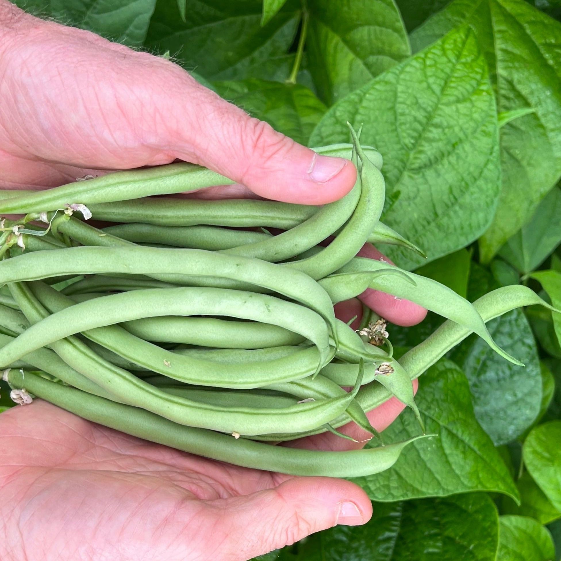 Haricots verts