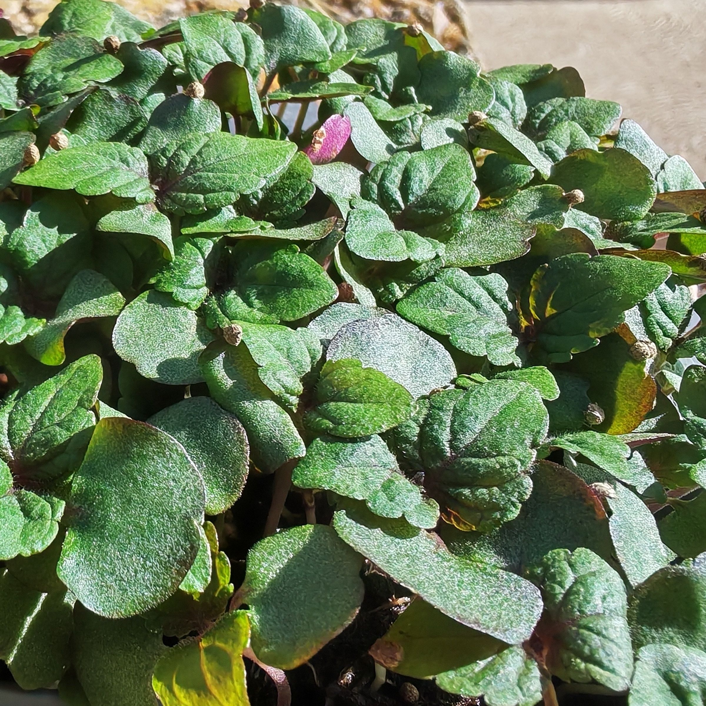 Shiso bicolor Micro-pousses