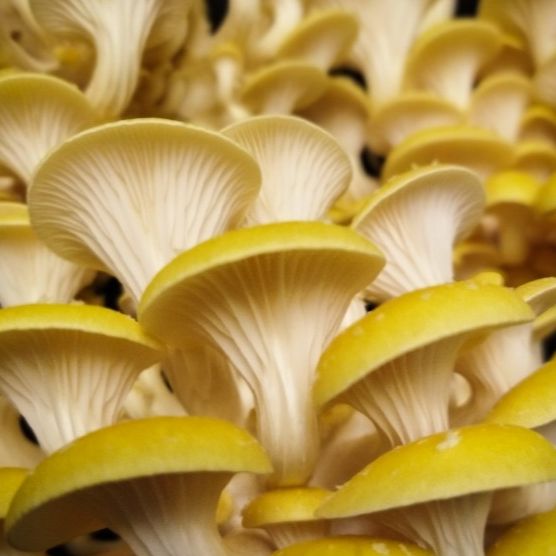 Pleurotes jaunes