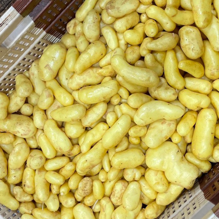 Pomme de terre nouvelle PRIMEUR - 0,5g