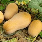 COURGE BUTTERNUT
