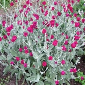 Coquelourde des jardins en pot 1 litre