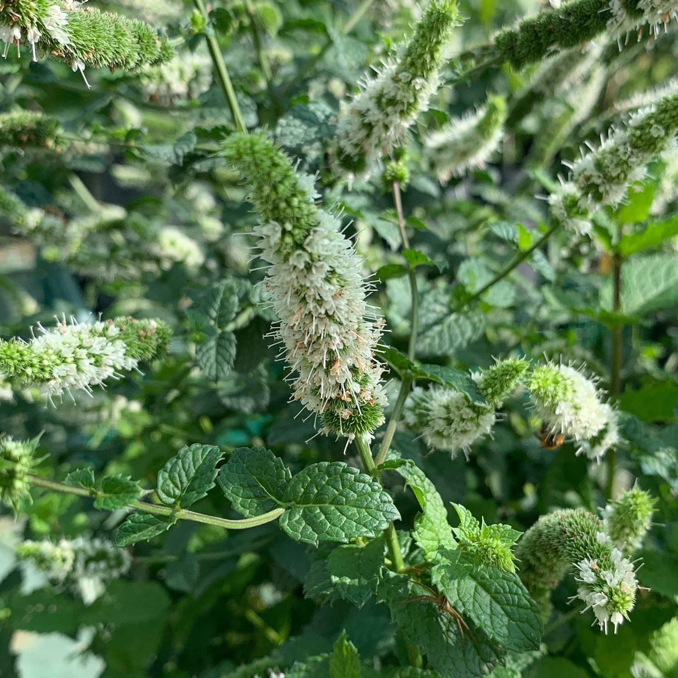 Menthe Mojito - gdt 9