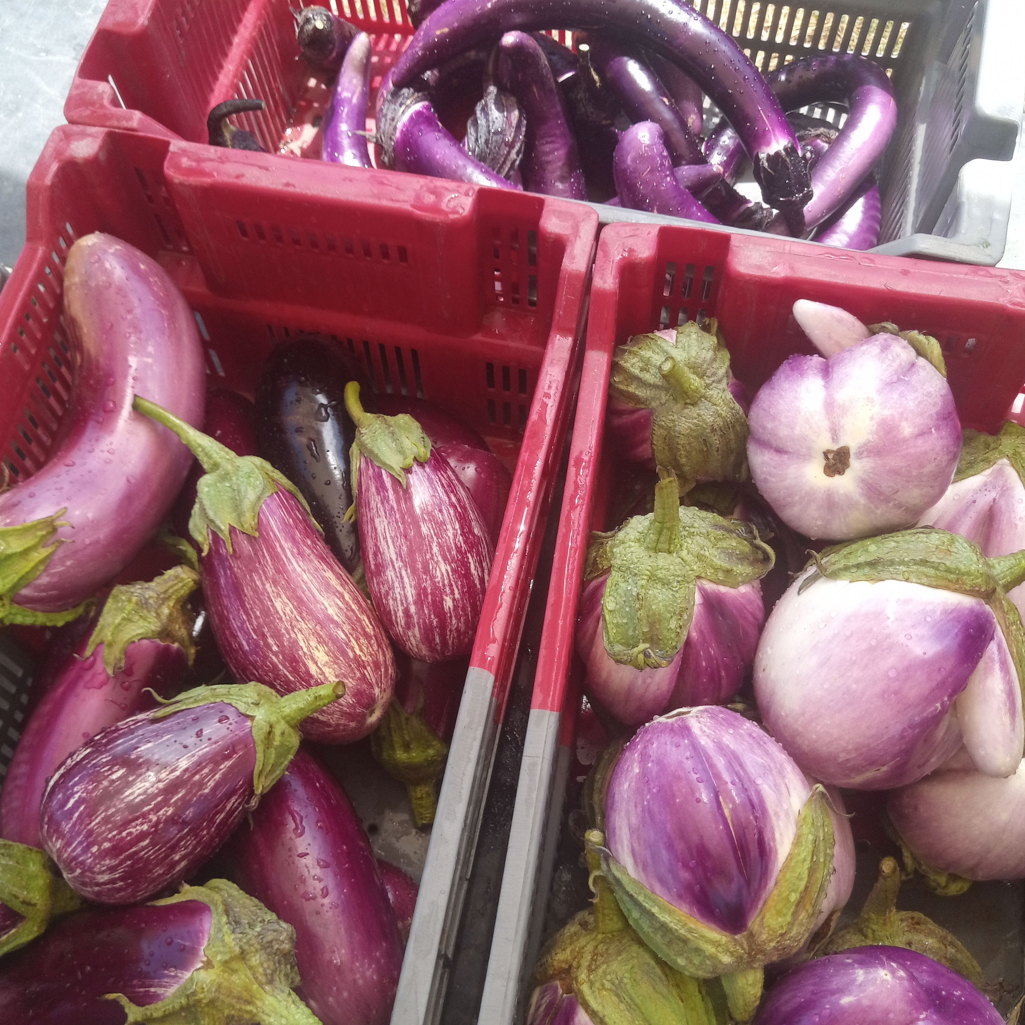 Aubergine mélange