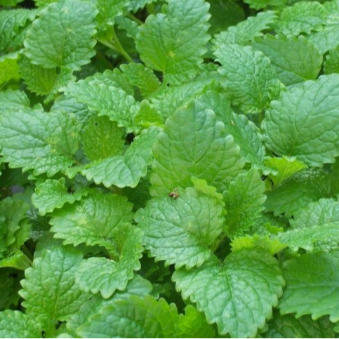 Mélisse officinale en godet 8 cm