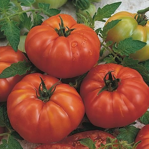 Tomate Marmande