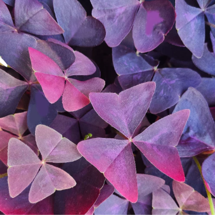Feuilles - Oxalis pourpre
