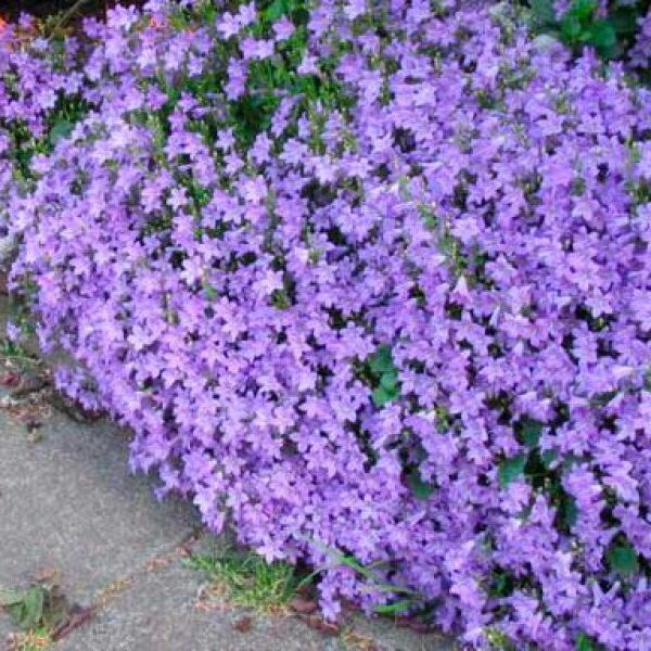 Campanule des murs - Campanula portenschlagiana - Mauve