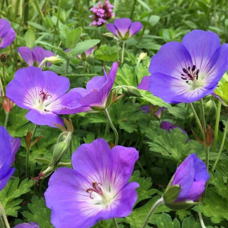 Géranium vivace - Geranium "Gerwart Rozanne"
