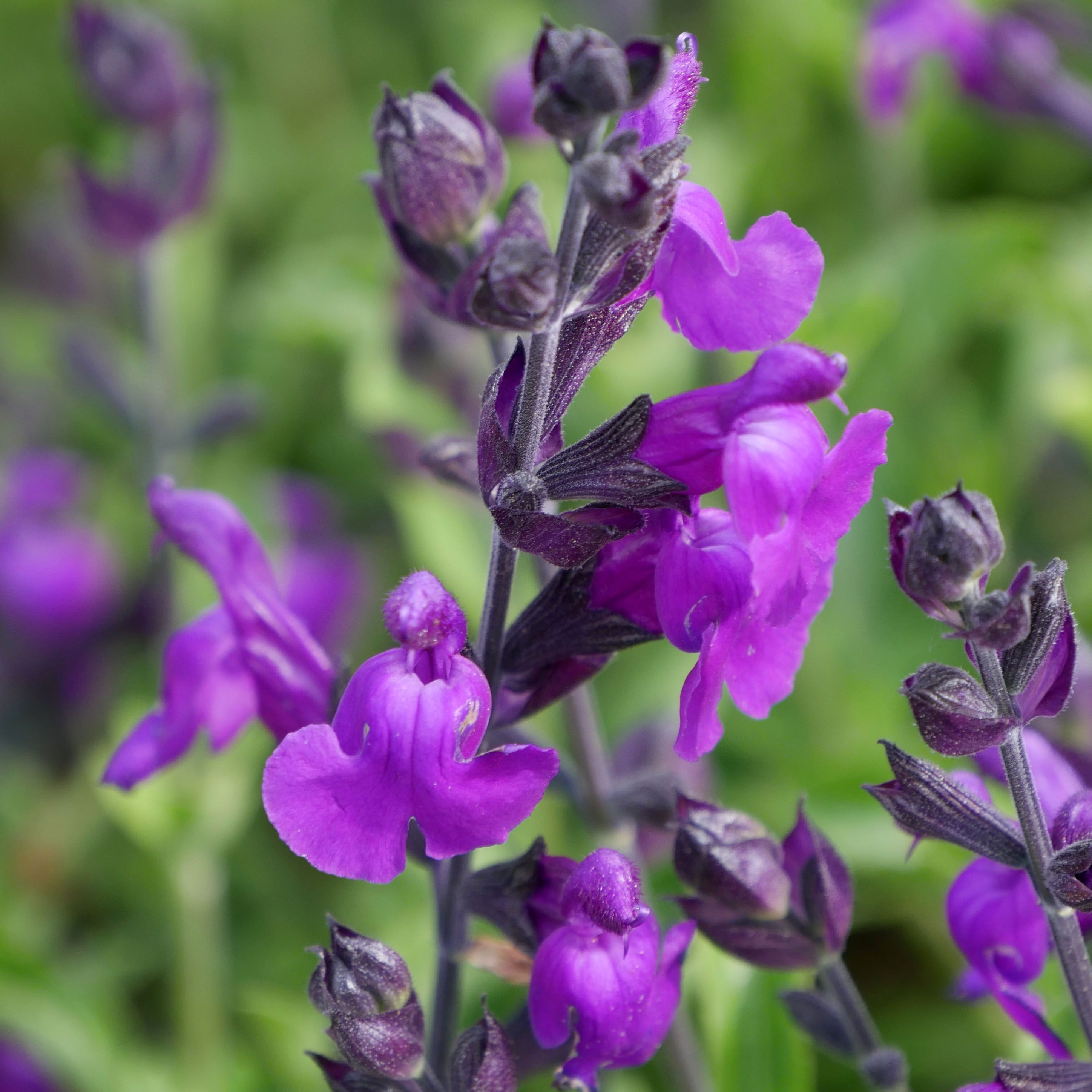 Fleurs de Sauge multicolore (par 25)