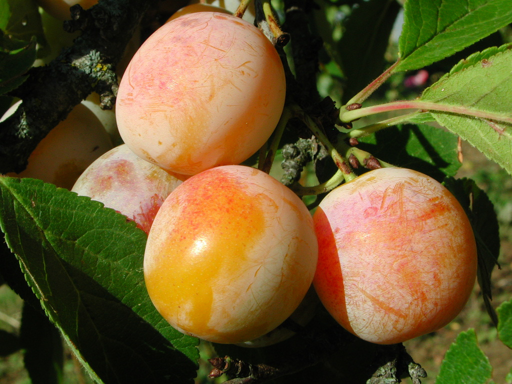 Prunier - Prunus domestica "Mirabelle de Nancy"