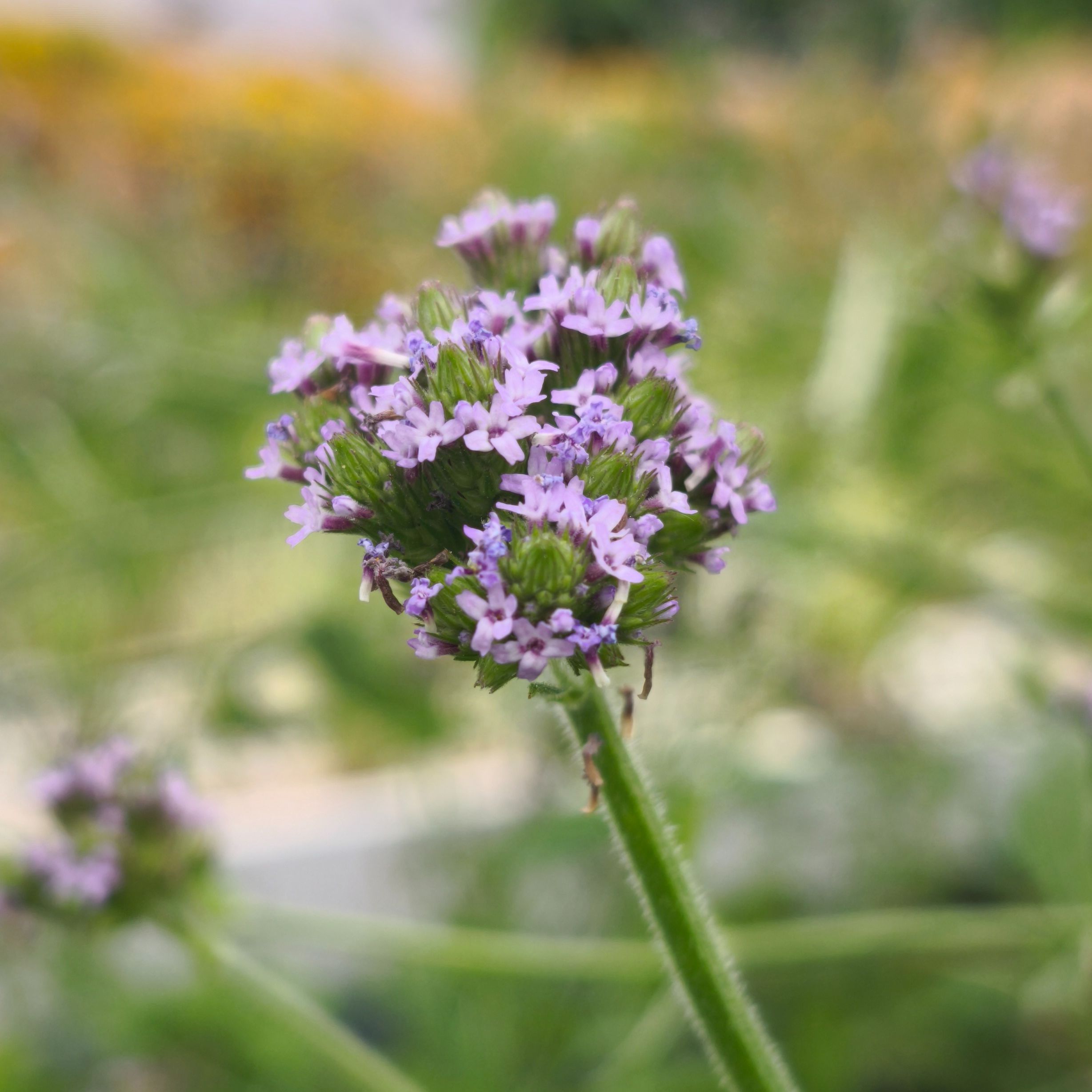 Verveine var. De Buenos Aires x20F
