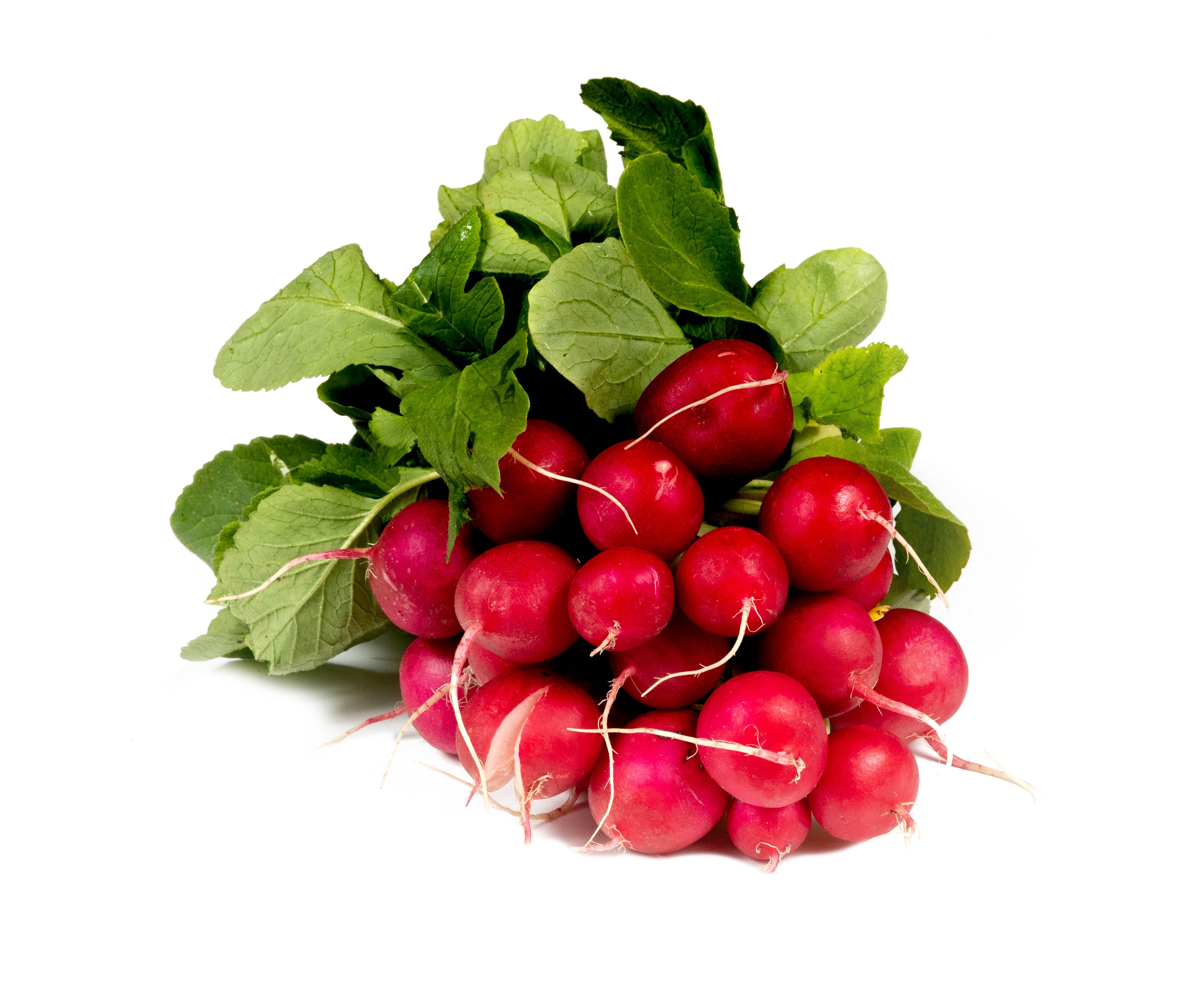 Radis rond rouge (botte)