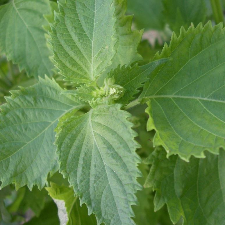 Shizo vert (par 20 gr)