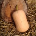 Courge Butternut - 1,25kg