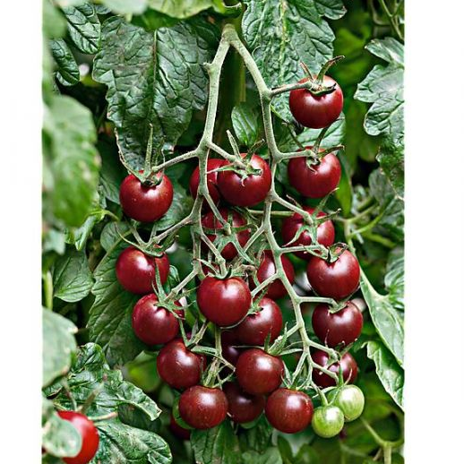 Tomate cerise GARNET