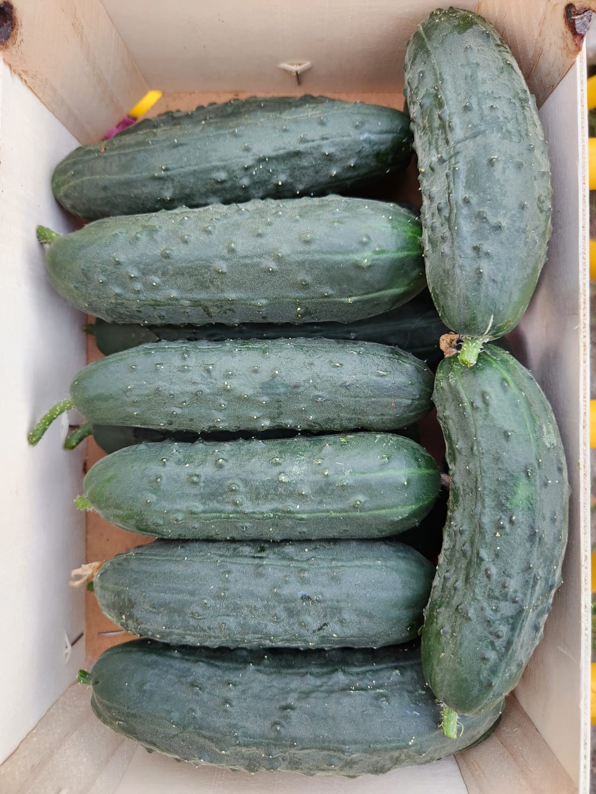 Concombre épineux