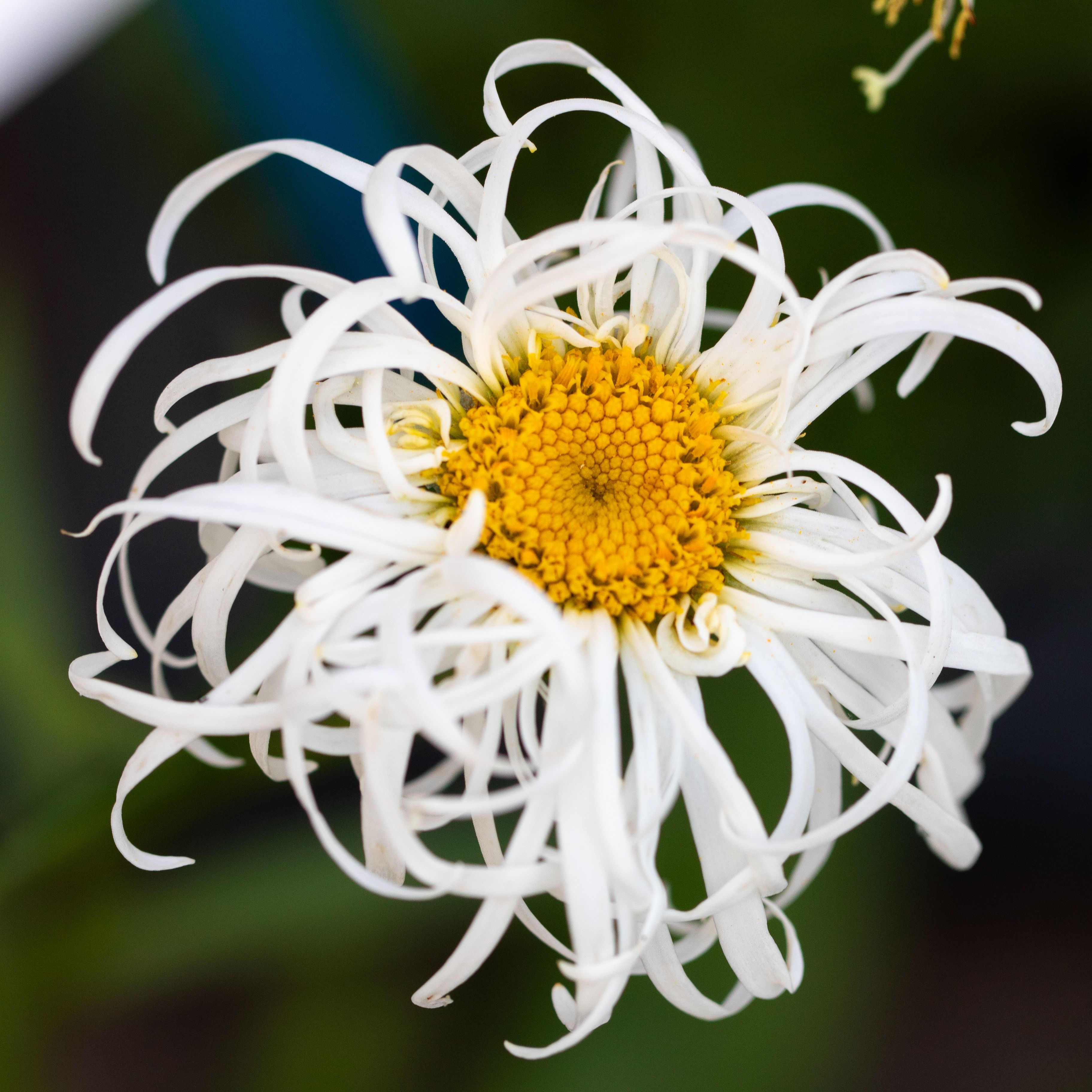 Leucanthemum 'Old Court'