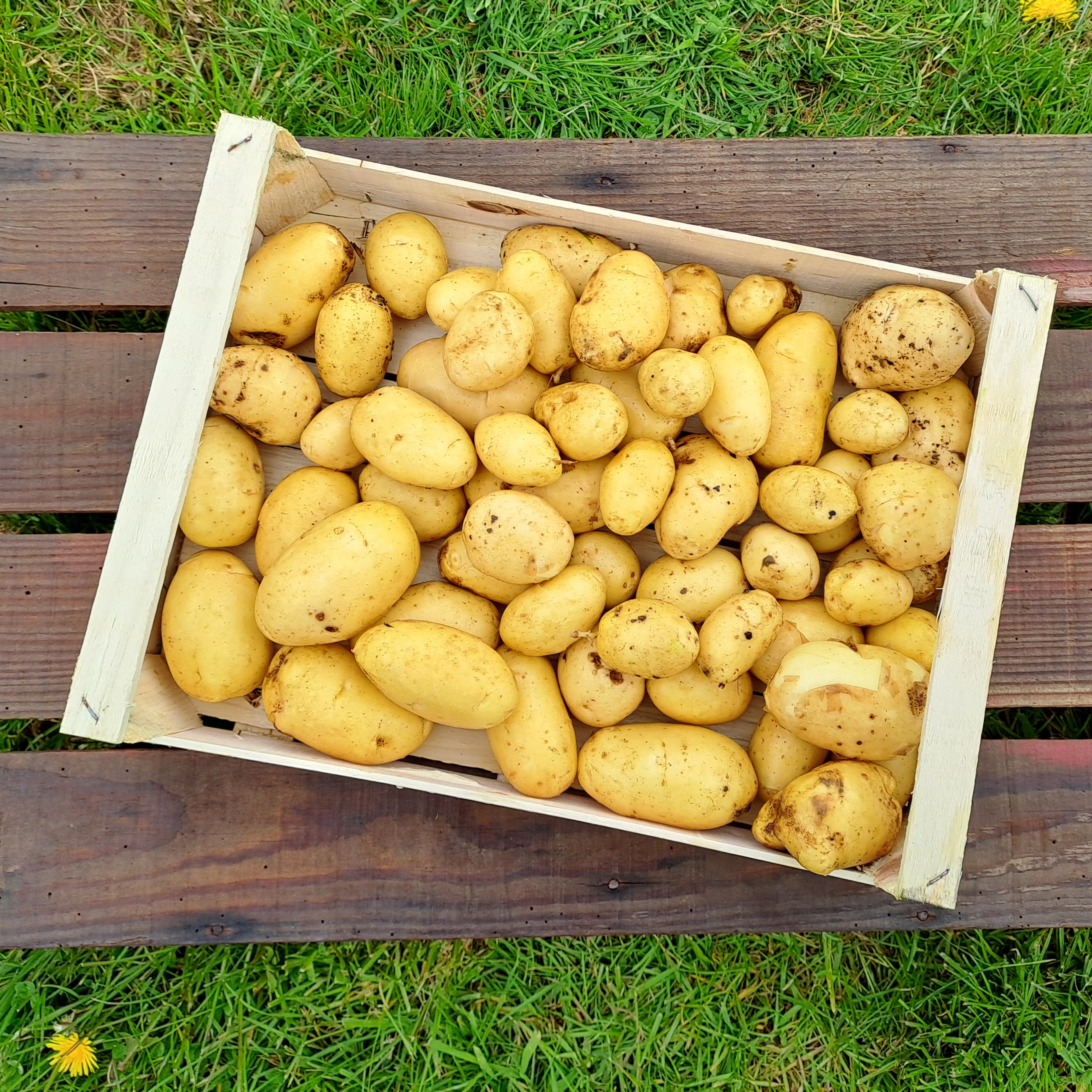 Pomme de terre nouvelle - 1kg