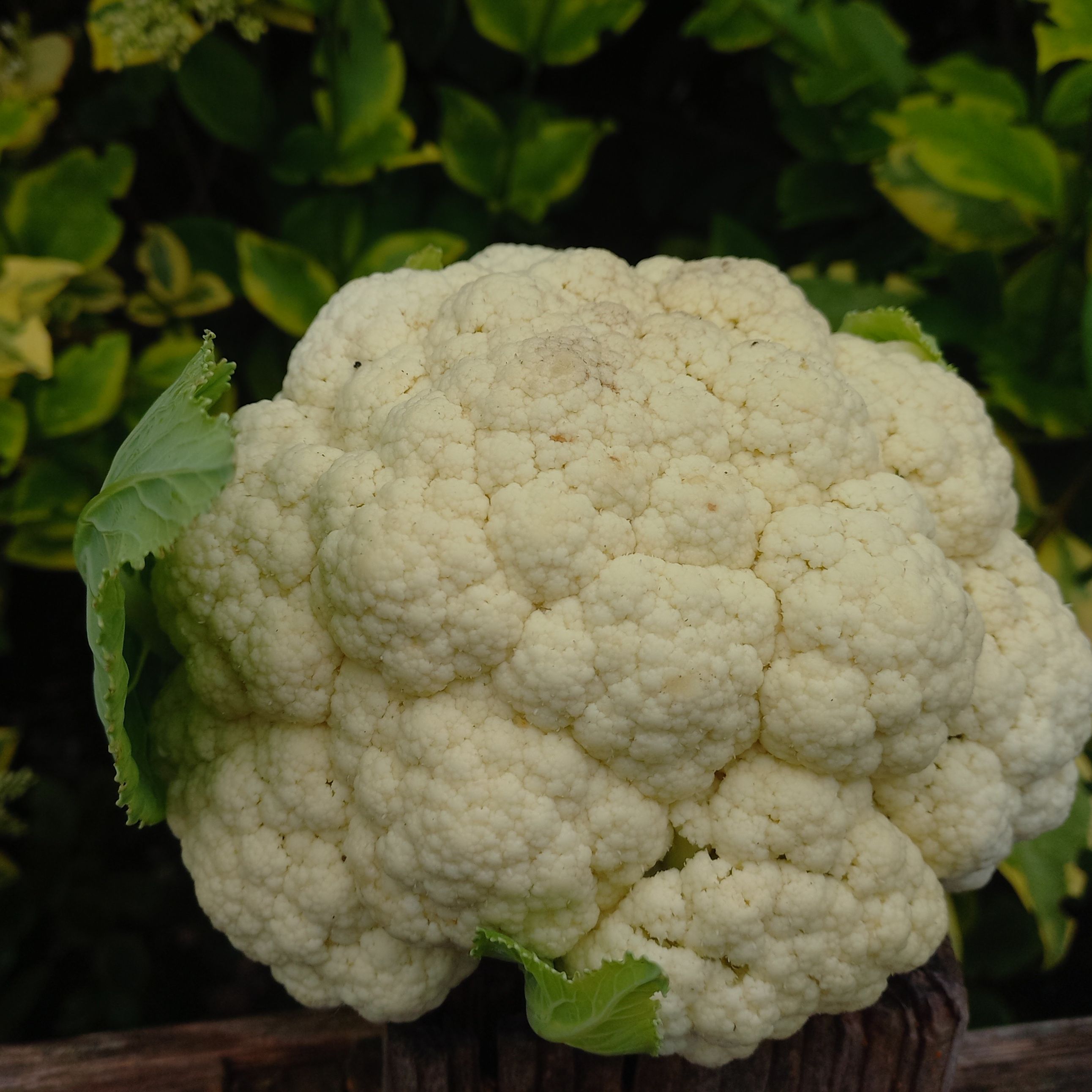 Chou fleur en florette - 0,5kg