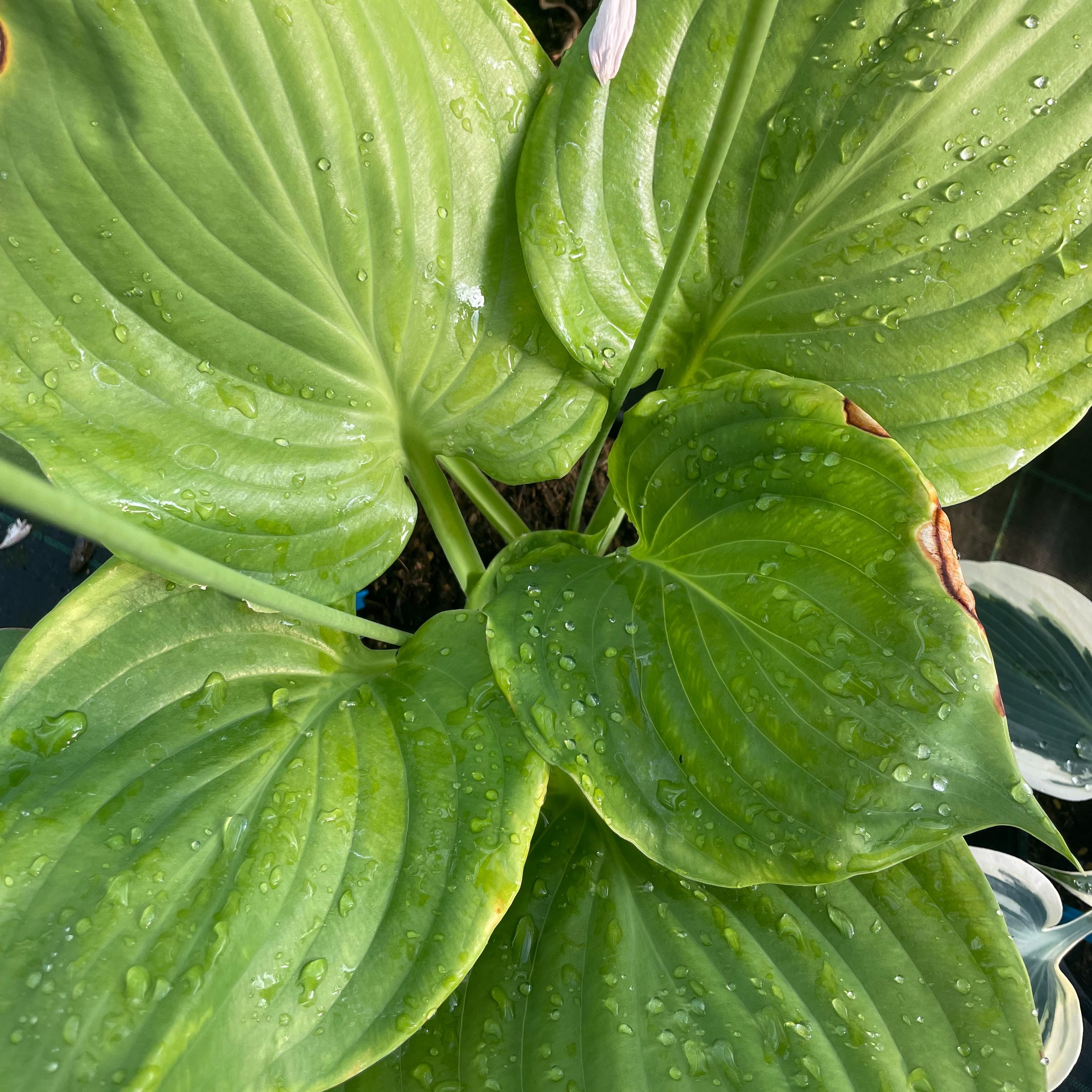 Hosta 'Ufo'