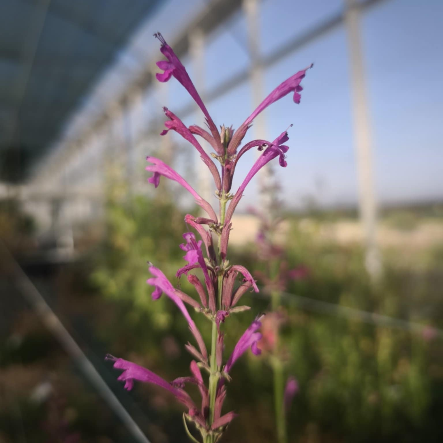 Agastache (mélange variétés)