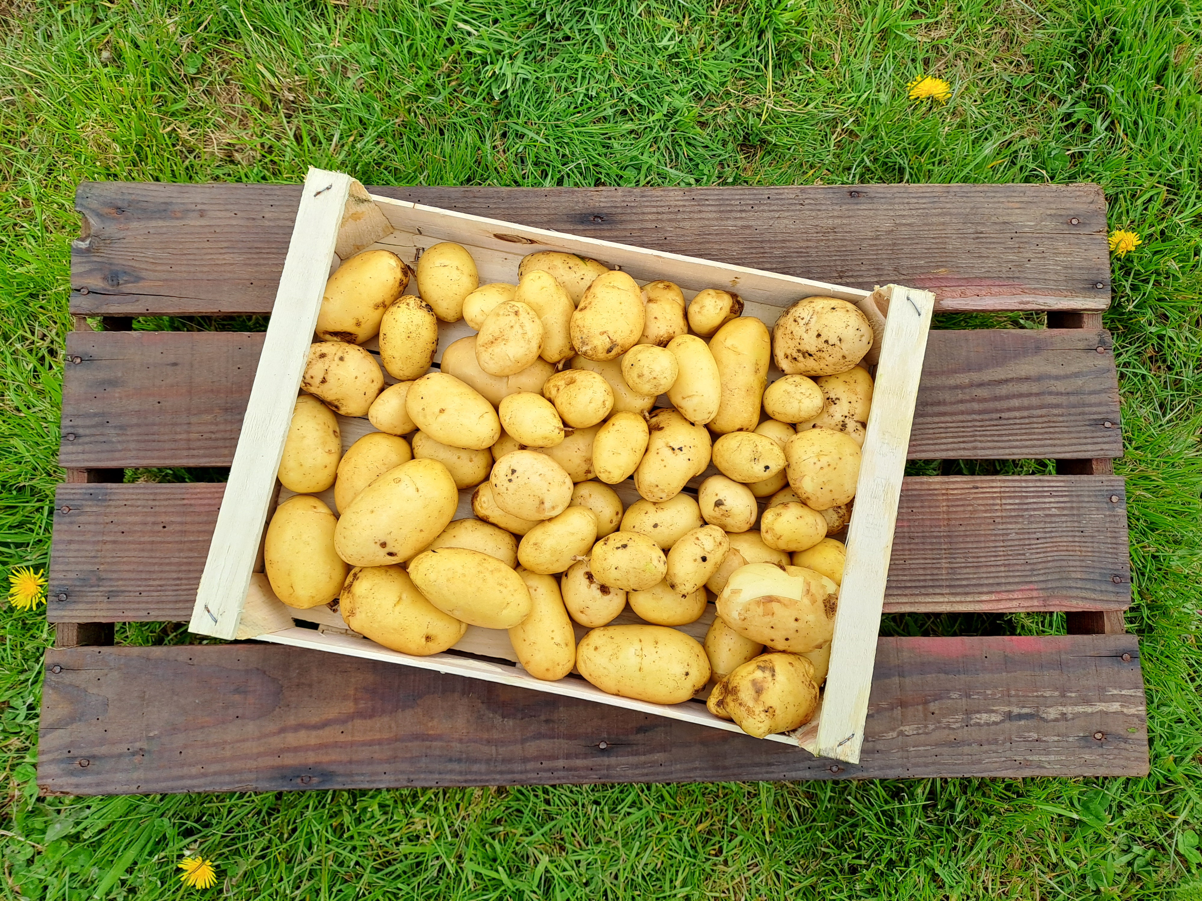 Pomme de terre nouvelle - 700g