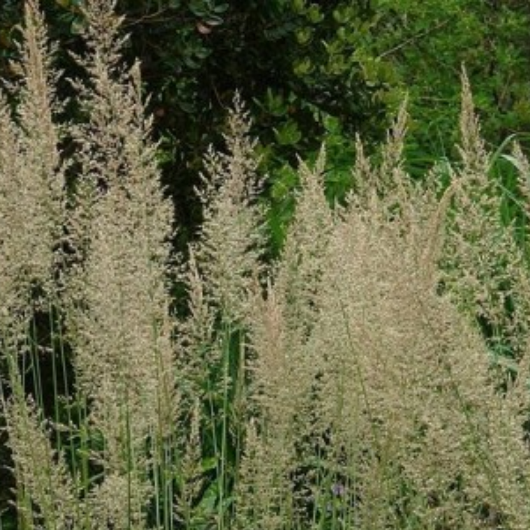 Calamagrostis x acutiflora ‘Waldenbuch’