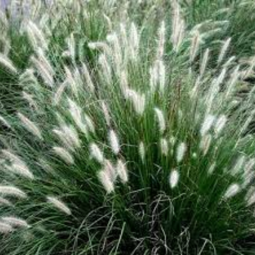 Pennisetum alopecuroides ‘Little Bunny’