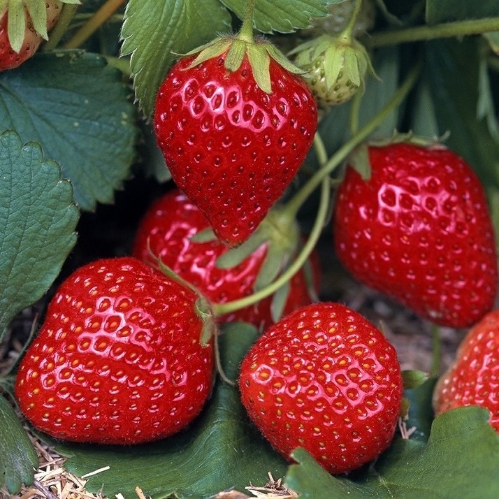 Fraisier Rubis des jardins (non remontant) en godet 8 cm