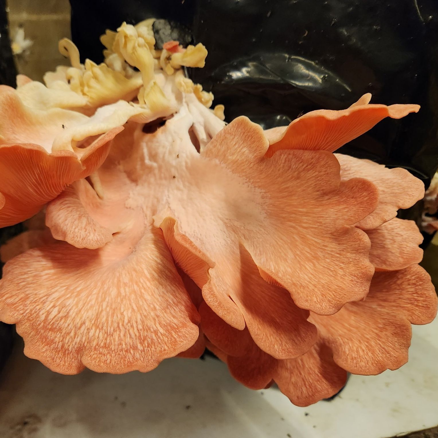 Pleurotes Rose