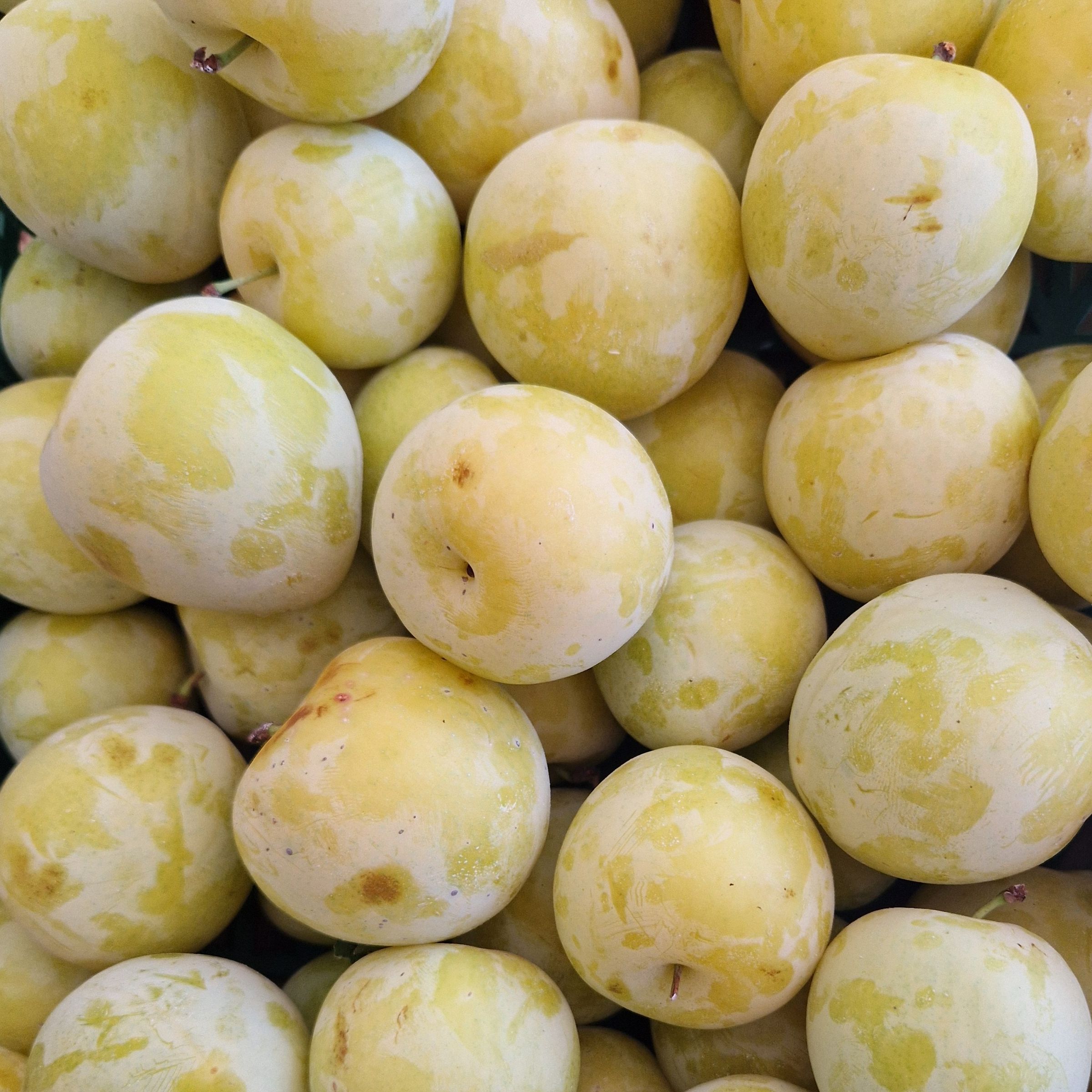 PRUNE