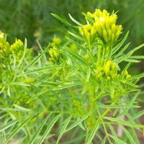 Feuilles de Tagètes ( par 20 gr)