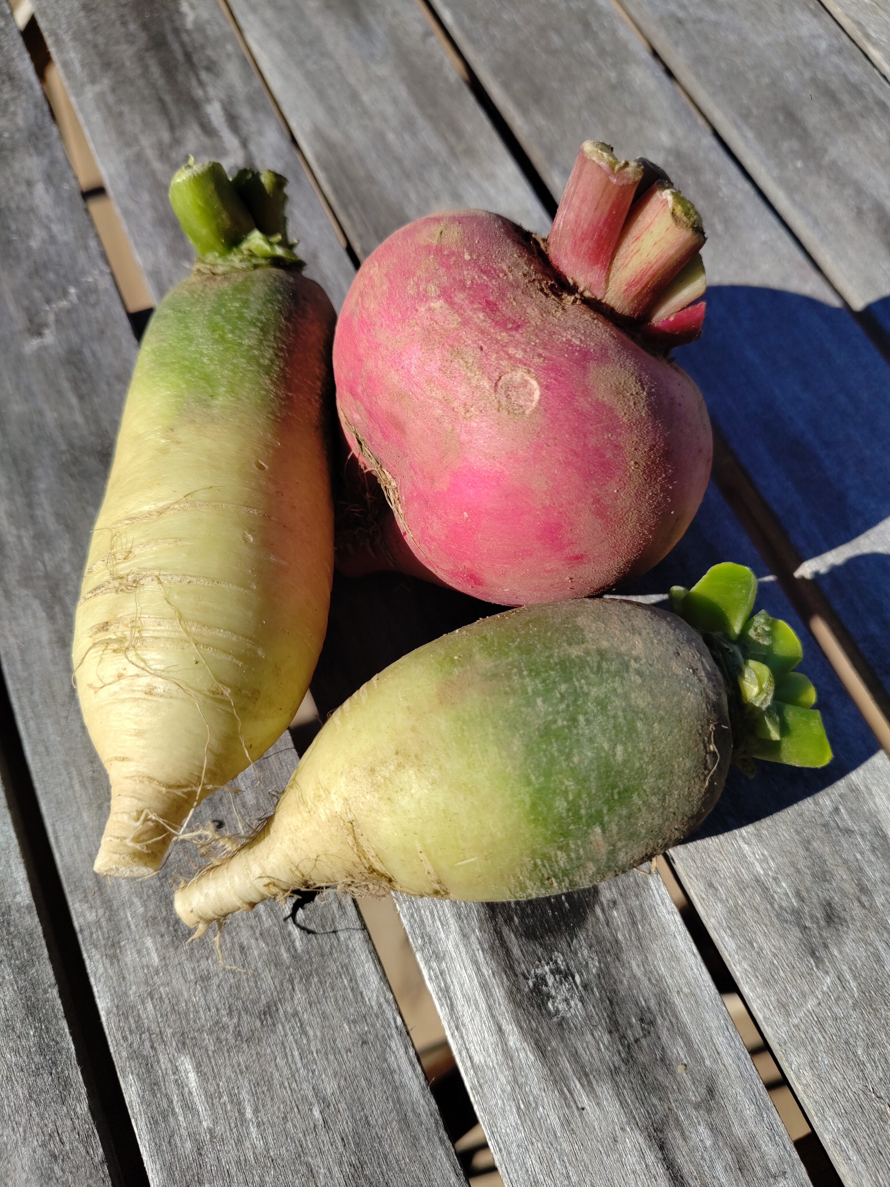 Radis asiatique vrac