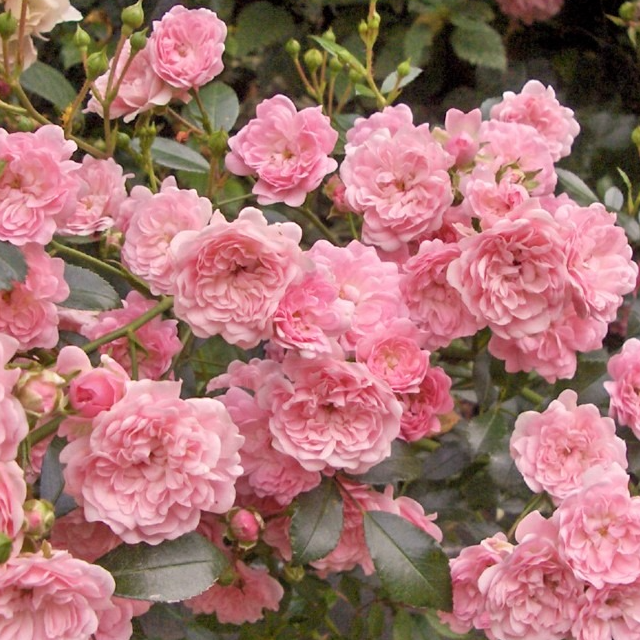 Fleurs de mini rose (par 25)