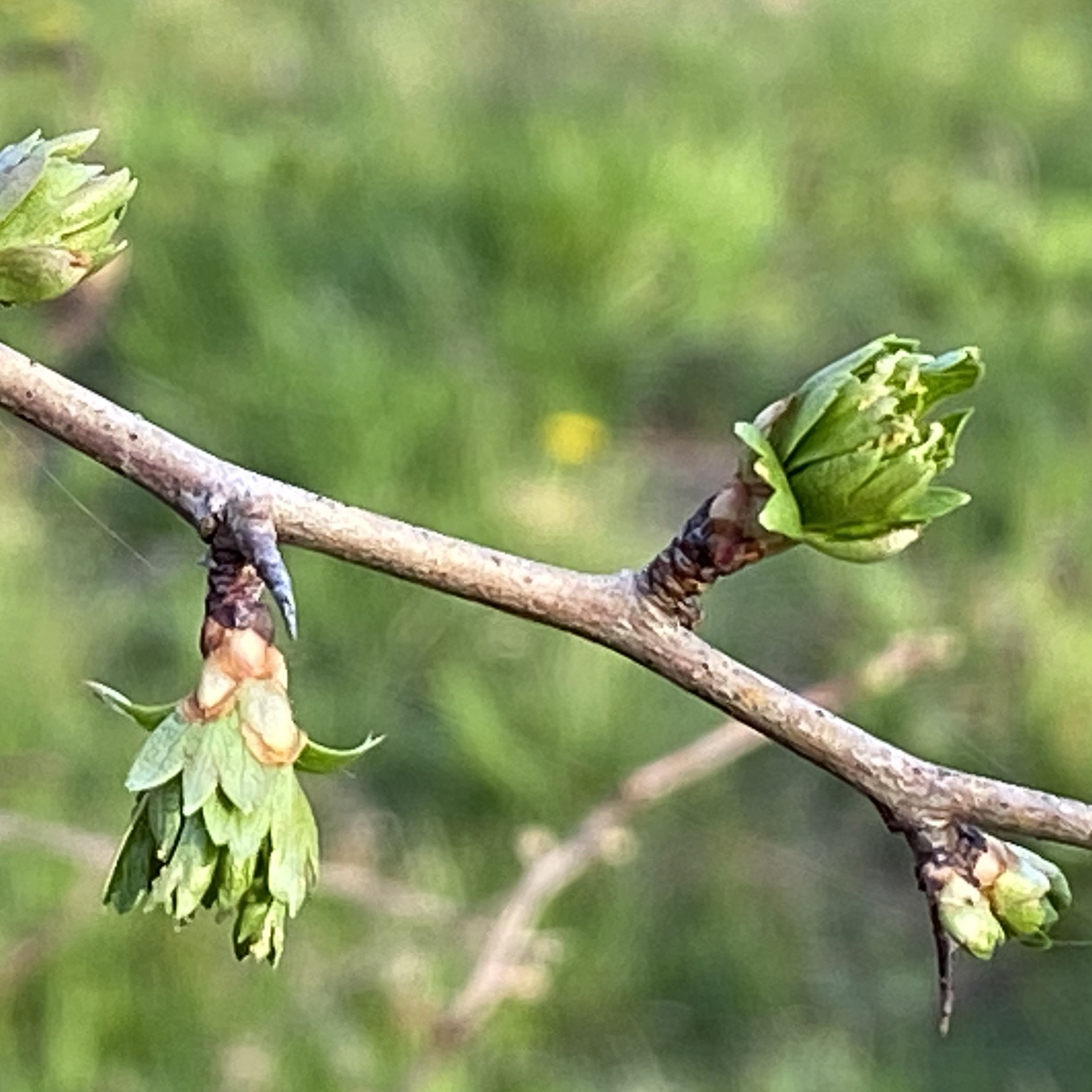 Extraits de bourgeons d'aubépine - 50ml