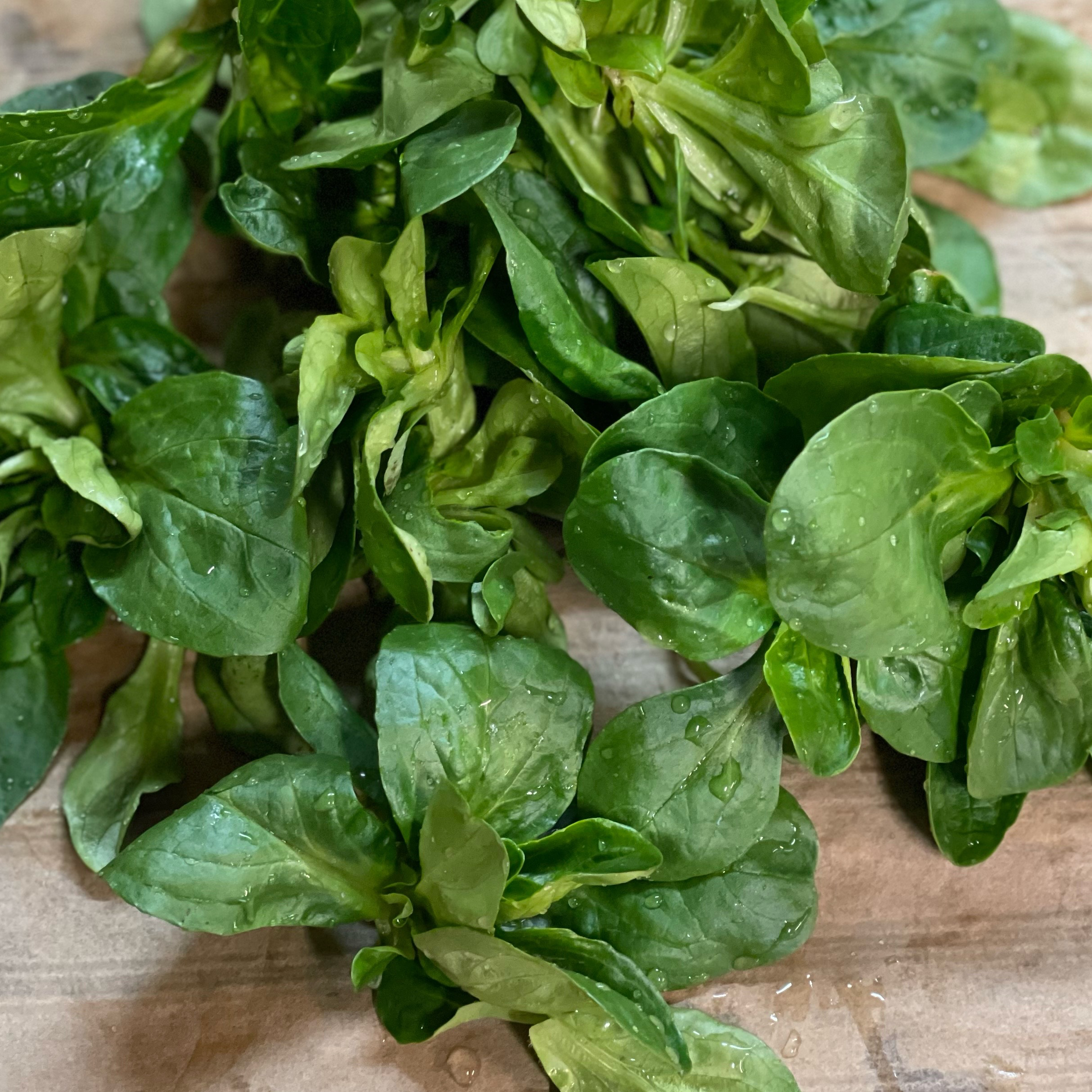 Mache grosse 250 gr - 250g