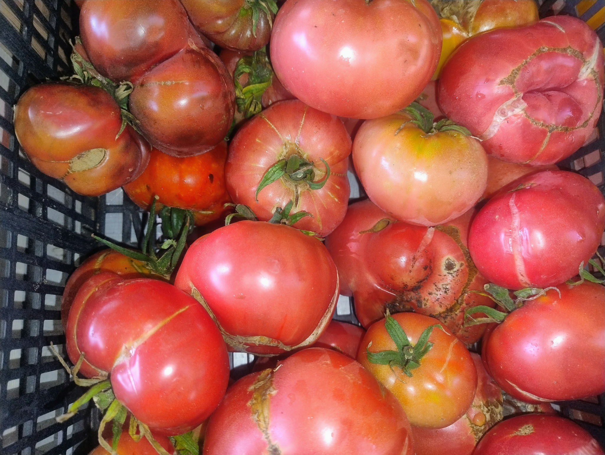 MIX TOMATE POUR COULIS