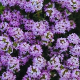 Thymus nitens