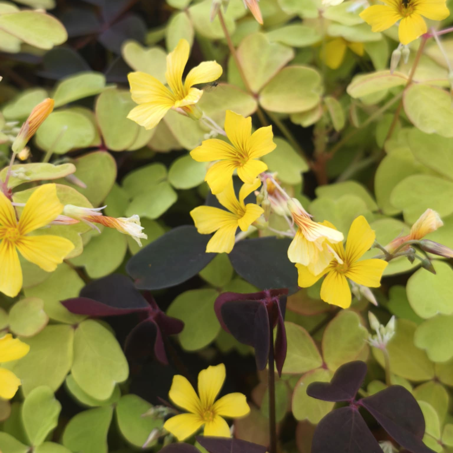 Oxalis jaune