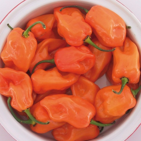 Plant Piment Habanero (Fort) - 250g