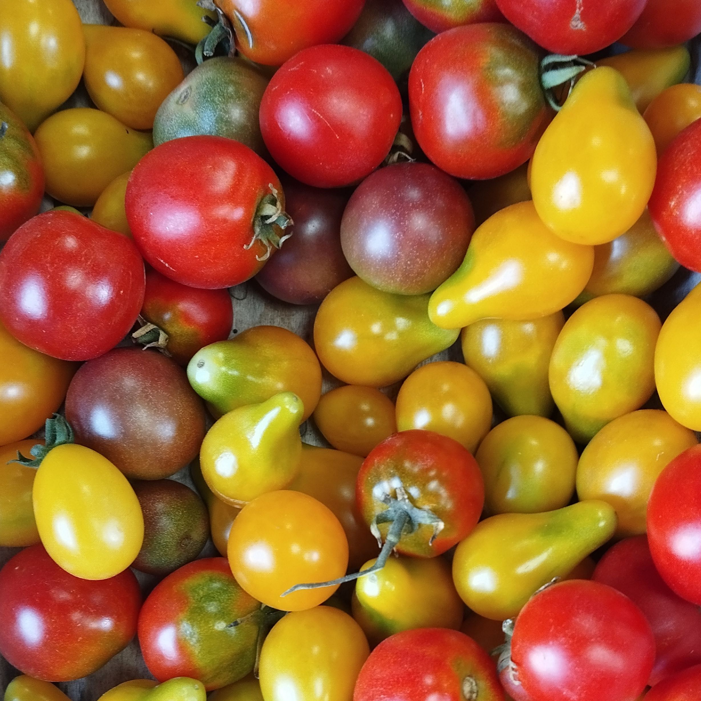 Tomates cerises 300 gr