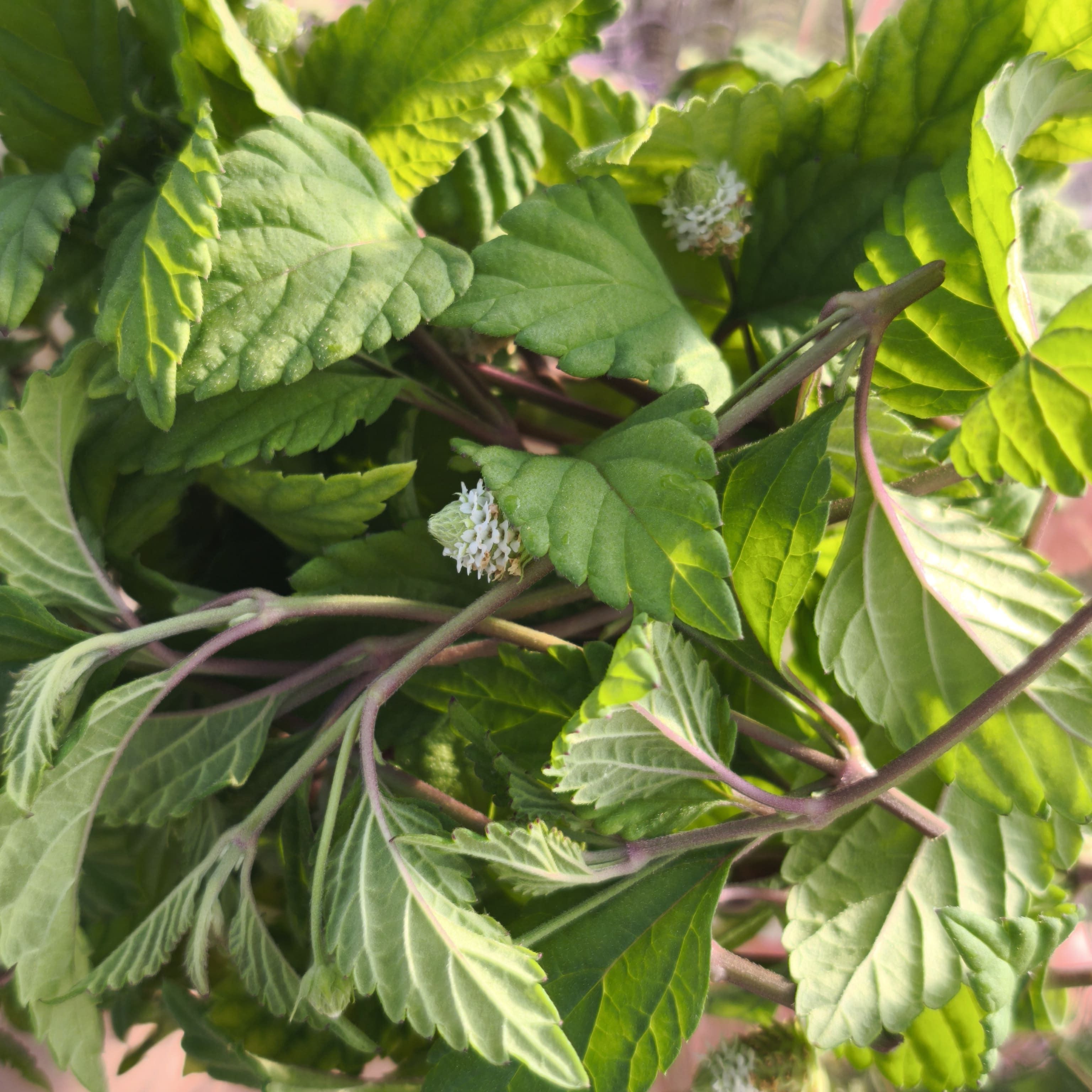 Verveine sucrante x20F