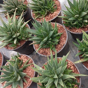 Aloé aristata en pot 10,5 cm