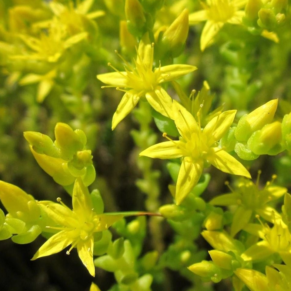 Fleurs d'orpin jaune (par 10)
