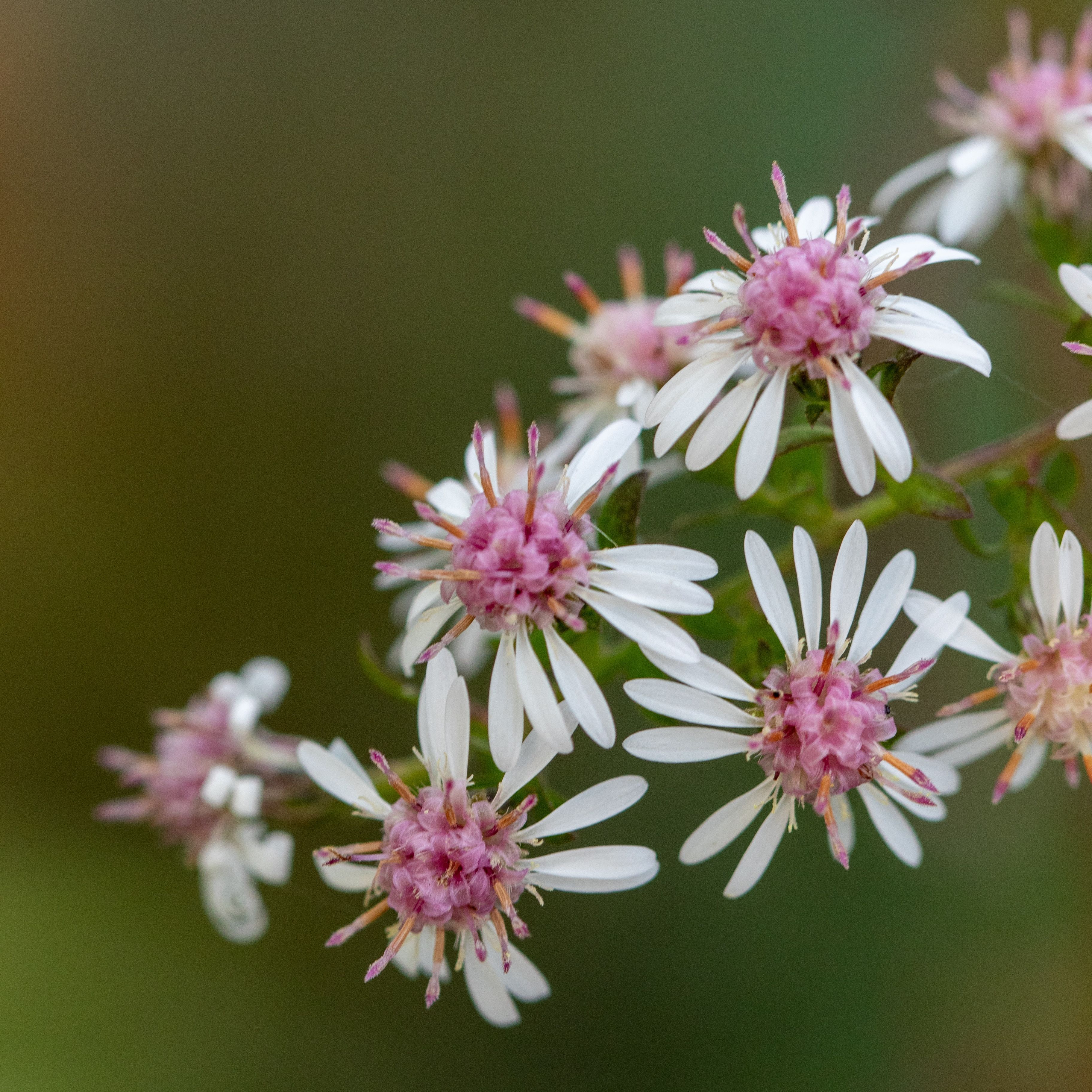 Aster lateriflorus 'Lady In Black'