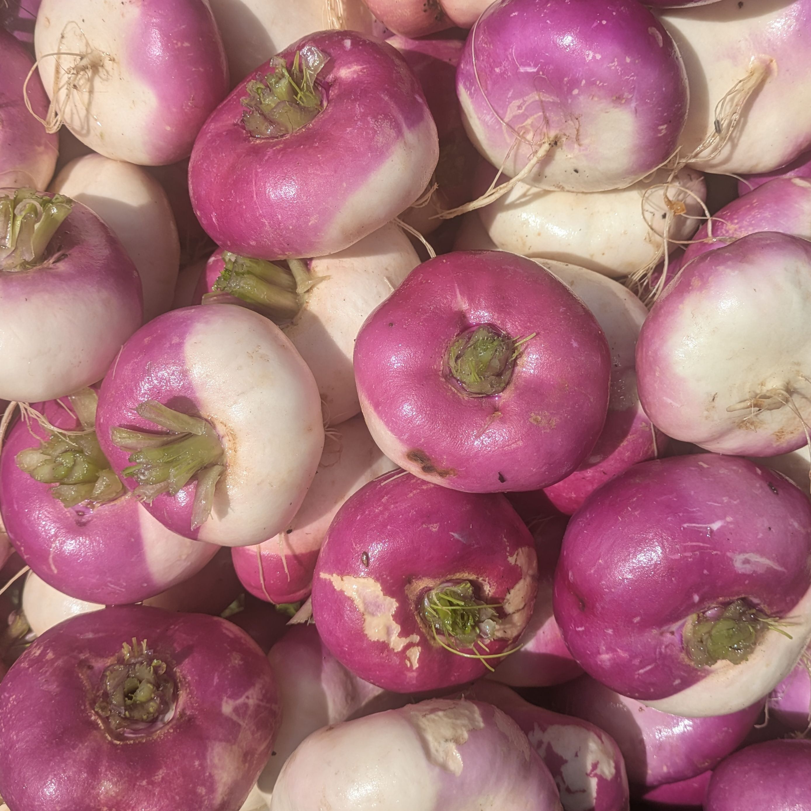 navet violet vrac